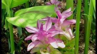 Flowering Plant for SummerCurcuma [upl. by Eiznil]