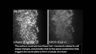 Calcium dynamics during nervous system morphogenesis [upl. by Meek632]