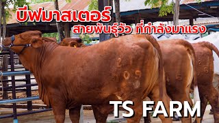 บีฟมาสเตอร์ ทำไมนิยมเลี้ยงเพิ่มขึ้นในปัจจุบัน  หมอเอ็ม พาชม TS Farm อคลองขลุง จกำแพงเพชร [upl. by Dez988]