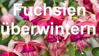 Fuchsien überwintern Fuchsia überwintern schneiden Fuchsien Überwinterung winter frosthart [upl. by Etnod]