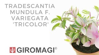 Tradescantia mundula variegata Tricolor [upl. by Kinny]