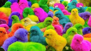 Tangkap Ayam Lucu Ayam Warna Warni Ayam Rainbow Gokil Kelinci Kucing Lucu Bebek Hewan Lucu 01 [upl. by Belcher]