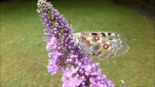 Le butinage  en main   de lApollon Parnassius apollo par André Lequet wwwinsectesnetfr [upl. by Gorski]