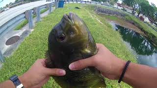 Canal Fishing in South Florida [upl. by Holsworth]