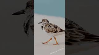 Capturing the charm of a Ruddy Turnstone in action [upl. by Caton]