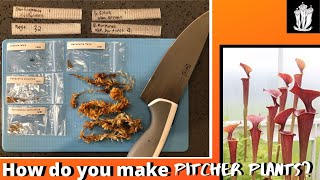 How to Grow Carnivorous Plants From Seed  Sarracenia [upl. by Ansell]