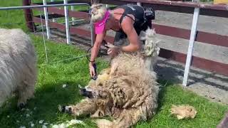 Shearing Valais Blacknose Sheep [upl. by Sylvanus100]