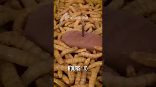 10 000 Mealworms vs CHOCOLATE [upl. by Naejarual723]