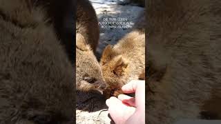 Shorts  Quokkas in Australien [upl. by Innek697]