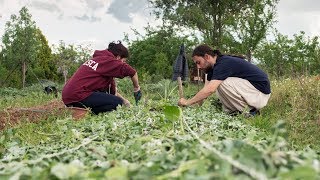 COME COLTIVARE POMODORI CON CONCIMAZIONE VERDE  ORTO [upl. by Tsuda]