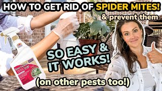 How To GET RID of Spider Mites amp Prevent Spider Mites  EASY Process With Insecticidal Soap amp Neem [upl. by Esac26]