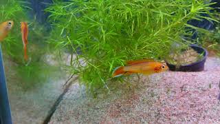 Apistogramma agassizii quotfire redquot [upl. by Eaned]