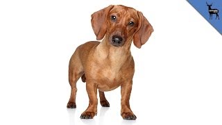 Why Some People Hate Weiner Dogs [upl. by Sumahs]