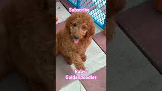 Beautiful Redapricot goldendoodles labradoodles goldendoodlepuppy goldendoodle labradoodlepuppy [upl. by Neyu315]