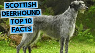 Scottish Deerhound  TOP 10 Interesting Facts [upl. by Konopka921]