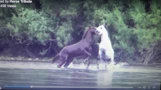 Stallions Fight For Mare or A Stallion Steals A Mare From Another Herd  Horse Herd Behavior [upl. by Aros]