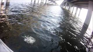 Lake Pontchartrain Sheepshead [upl. by Haimirej]