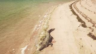 Crocodiles at Seisia Beach drone footage [upl. by Alexander]