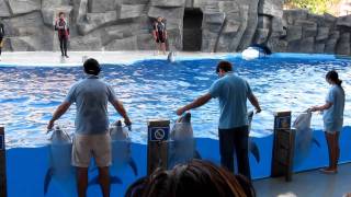 ბათუმის დელფინარიუმი Batumi Dolphinarium Parti1 [upl. by Eelrahs209]