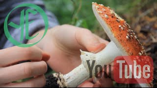 Amanita Muscaria  Weekly Fast Forage [upl. by Raynard600]