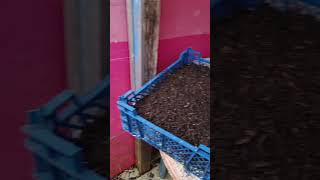 Planting Callaloo from seed shorts gardening garden [upl. by Ketchan]