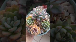 Un tazón con echeverias💞🥰unshortunamaceta [upl. by Arutnev13]