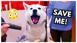 Dramatic Husky has MELTDOWN at Groomers headphone warning [upl. by Moriyama]