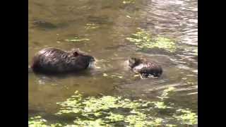 Coypu France [upl. by Lodge]