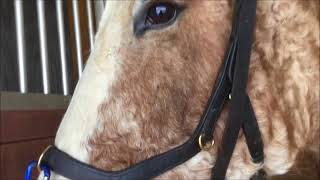 MICKLEM MULTIBRIDLE  4 WAYS TO USE IT [upl. by Elmer]