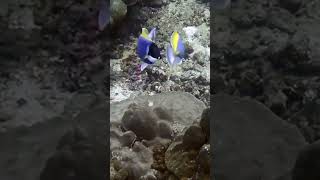 Surgeonfish courtship Acanthurus leucosternon [upl. by Javler785]