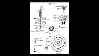 Bsc 3rd sem botany family Myrtaceae andAsteraceae compositae [upl. by Diarmit527]