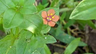 Ці милі червоні квіточки на городі  отруйні Курячі очка польові Anagallis arvensis L [upl. by Aydidey]