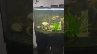 36 Gallon Bow Front Aquarium Update [upl. by Bob]