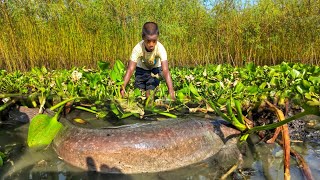 Viral Hand Fishing Method A Boy Catches Catfish Under Water Hyacinth Today Hand Fishing Style [upl. by Acinoj]