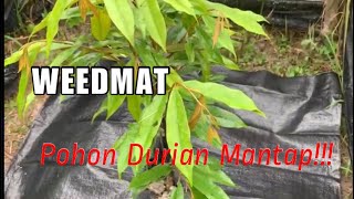 WEED MAT Selesai Masalah Rumput Liar Di Bawah Pohon Durian [upl. by Neukam]