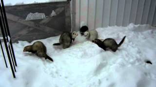 Ferrets playing in snow [upl. by Eatnoled745]