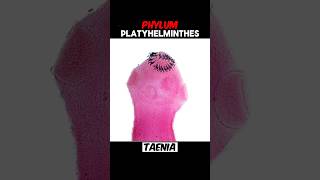 PART 2  PHYLUM PLATYHELMINTHES phylumplatyhelminthes platyhelminthes  EXPLAIN PLATYHELMINTHES [upl. by Ecnarolf747]