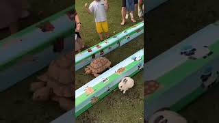 Rabbit and tortoise storyఎవరుగెలిచారుfunny practical storyreal shots [upl. by Haleemak]