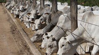 Para Que Sirve el Confinamiento Bovino  TvAgro por Juan Gonzalo Angel [upl. by Gunzburg]