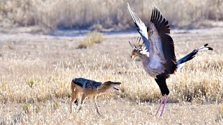 SECRETARY BIRD HARASSES JACKAL [upl. by Holsworth491]