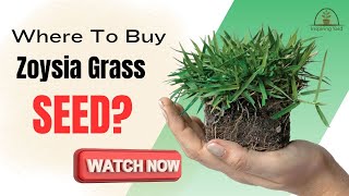 Find Out Where To Buy The Best Zoysia Grass Seed [upl. by Eiznekam]