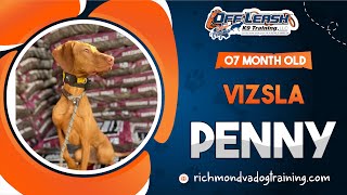 Penny  7 month old Vizsla  Best dog trainers of Fredericksburg VA [upl. by Ahsemit]