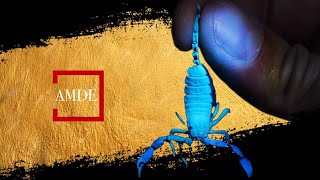 SCORPION FRANÇAIS  TOUT SAVOIR  Documentaire animalier [upl. by Turmel]