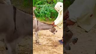 donkey animals funny donkeyvillage shortsvideo [upl. by Vassell]