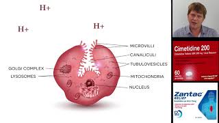 Cimetidine ranitidine Zantac and other histamine 2 blocking antacids [upl. by Eerdna]