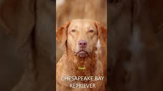 CHESAPEAKE BAY RETRIEVER dogbreed [upl. by Hays]