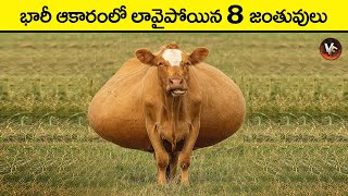 🔵 భారీ ఆకారంలో ఉన్న 8 జంతువులు  FATTEST Animals Ever Seen in telugu  biggest animals  cow videos [upl. by Akeihsal]