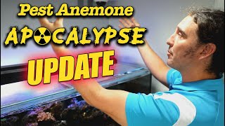 Pest Anemone Apocalypse Update  Gallery Aquatica TV [upl. by Riggins]