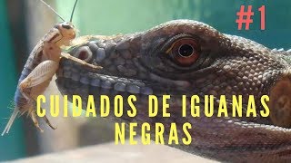 CUIDADOS DE IGUANA NEGRA Ctenosaura Pectinata [upl. by Dorcia]