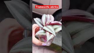 Tradescantia zebrina plant [upl. by Eenot791]